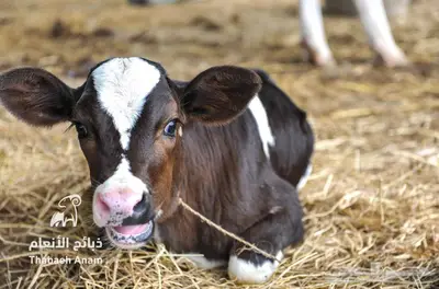 عجول هولندي بلدي بجودة عالية index