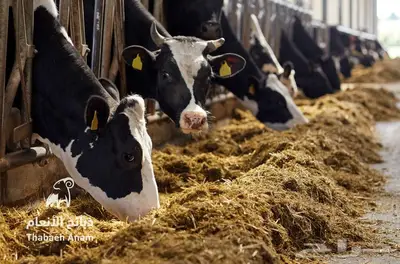 عجول هولندي بلدي بجودة عالية index