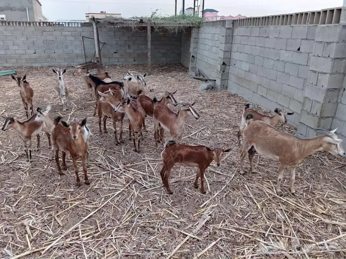 غنم للبيع الموقع القنفذة 3