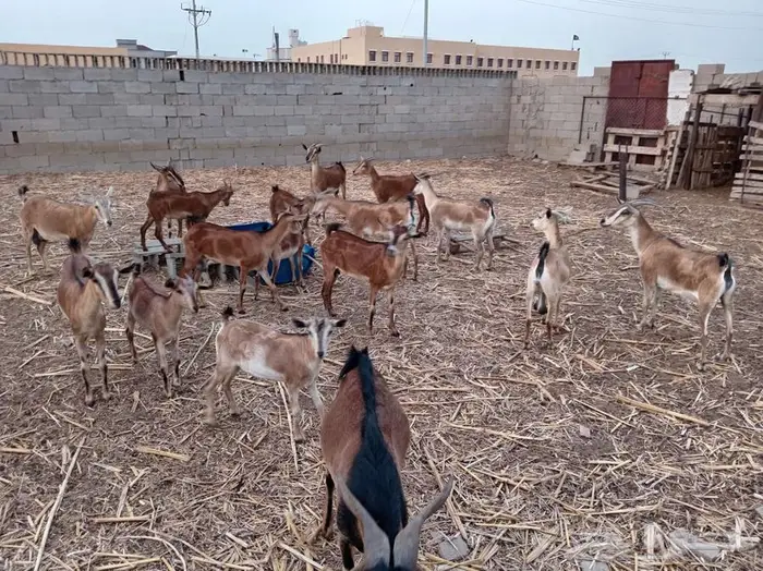 غنم للبيع الموقع القنفذة 2