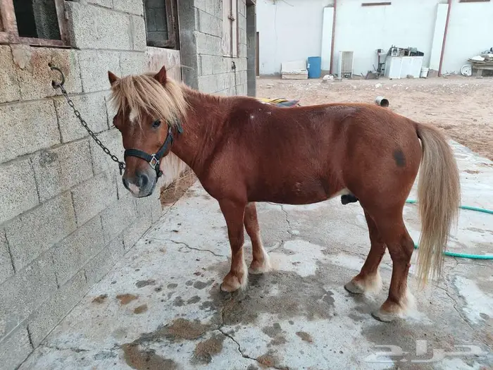 سيسي مذهب تم البيع 6