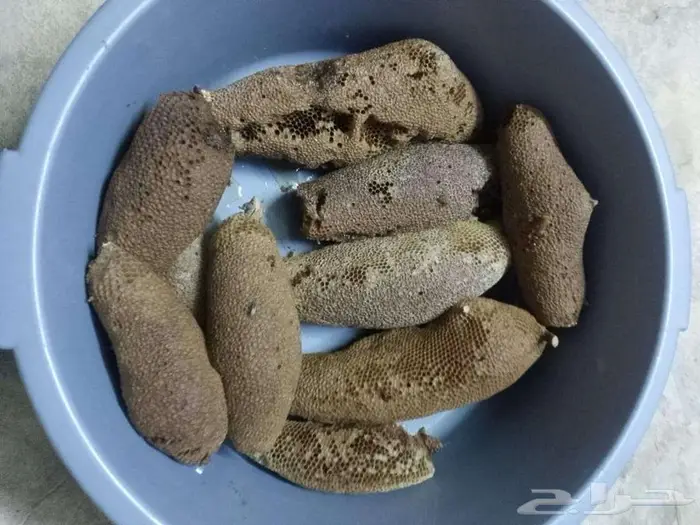 عسل بري حر لايتدخل فيه الانسان 1