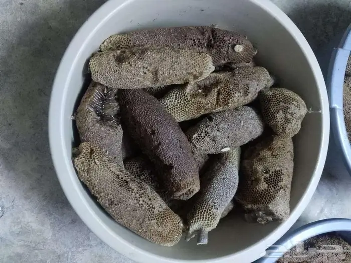 عسل بري حر لايتدخل فيه الانسان 2