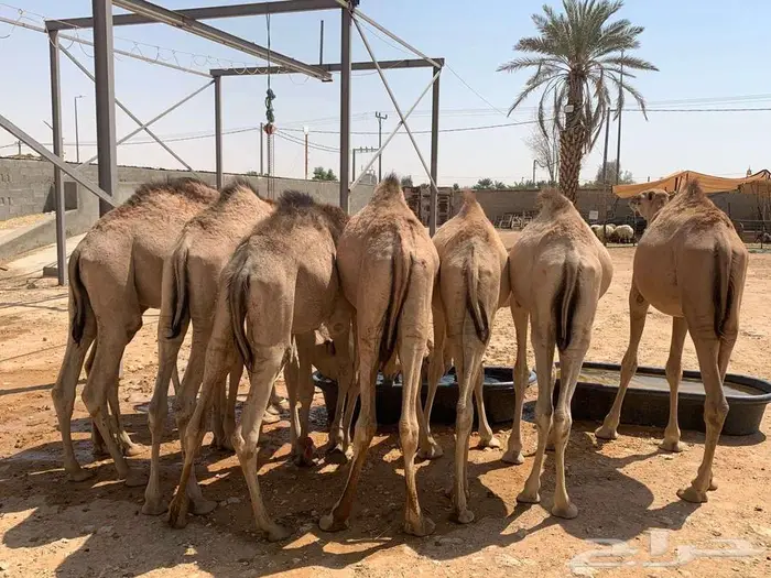 قعدان صومالية للجمله 0