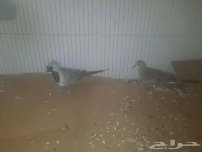 جوز قماري ماسي ملكي و جوز يمام مقنع 0