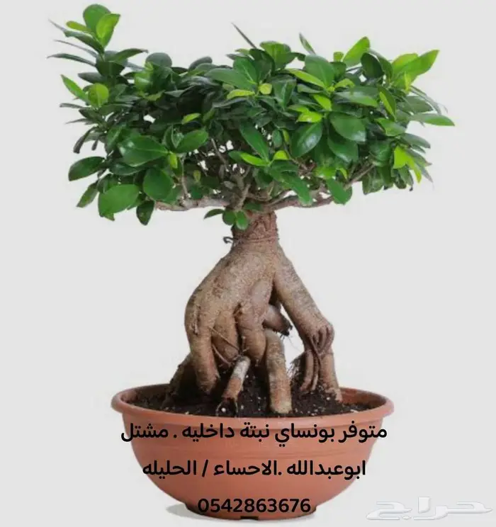 شتلات جوري قزمي   بونساي   عشبة الموس الاحساء 4