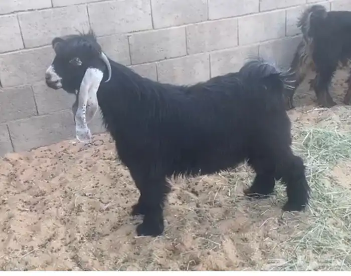 تيوس عوارض صنف 7