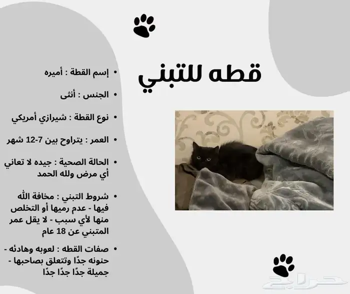 شيرازي امريكي 2