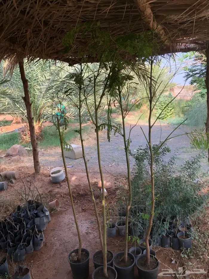 شتلات 6
