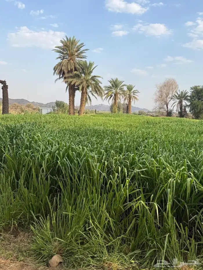 علف بونيكام 2