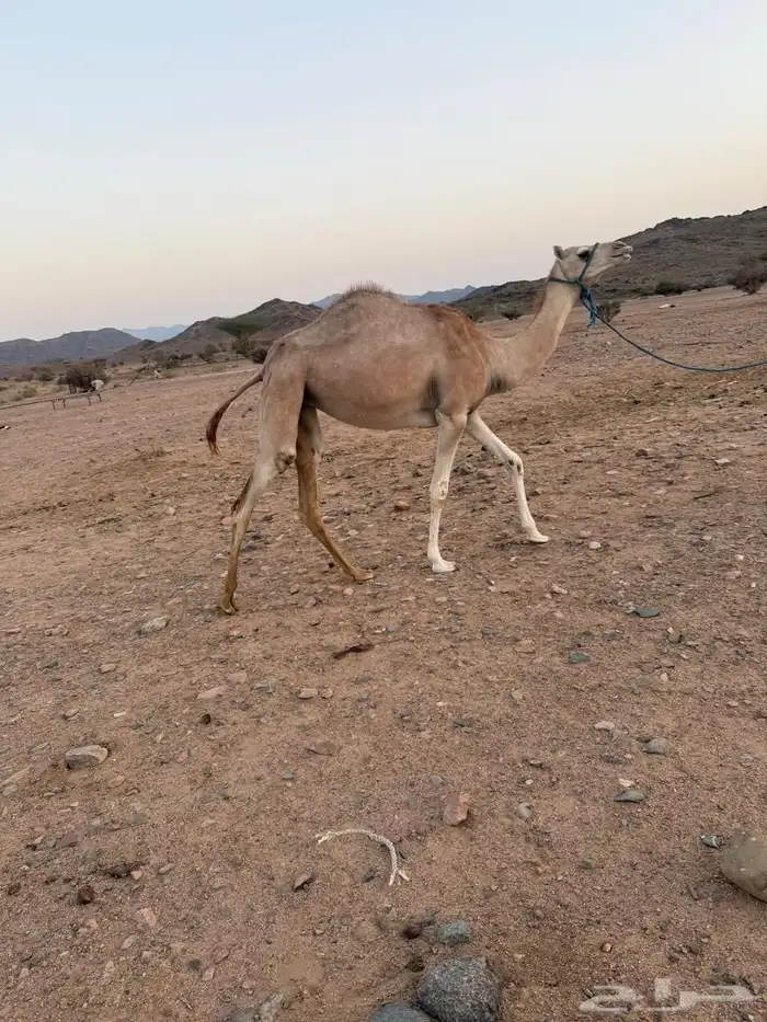 بكرة للبيع 1