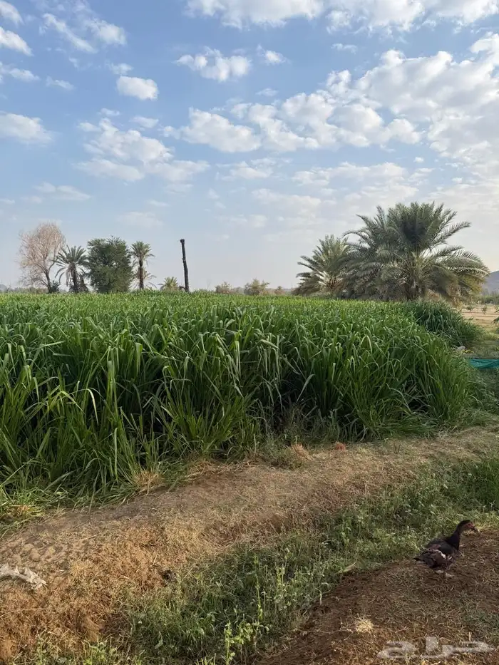 علف بونيكام 1