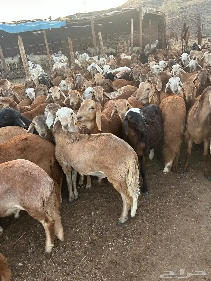 سواكن حمر مرباه 1