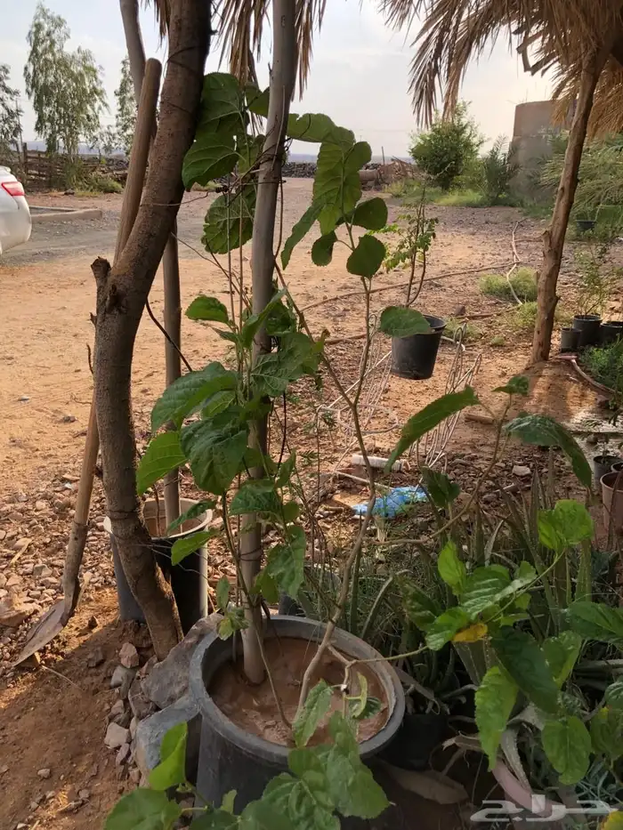 شتلات 7