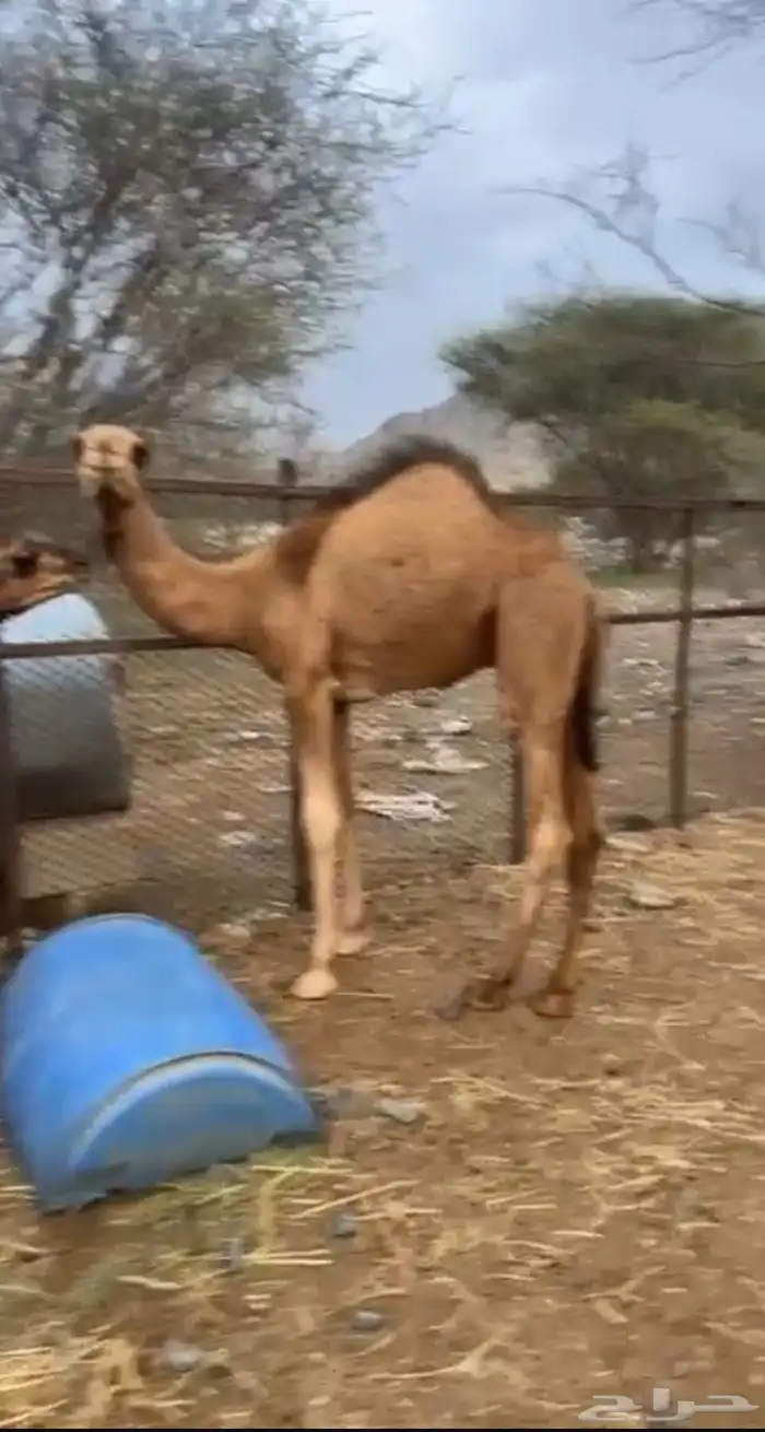 قعدان ثلاثه 2