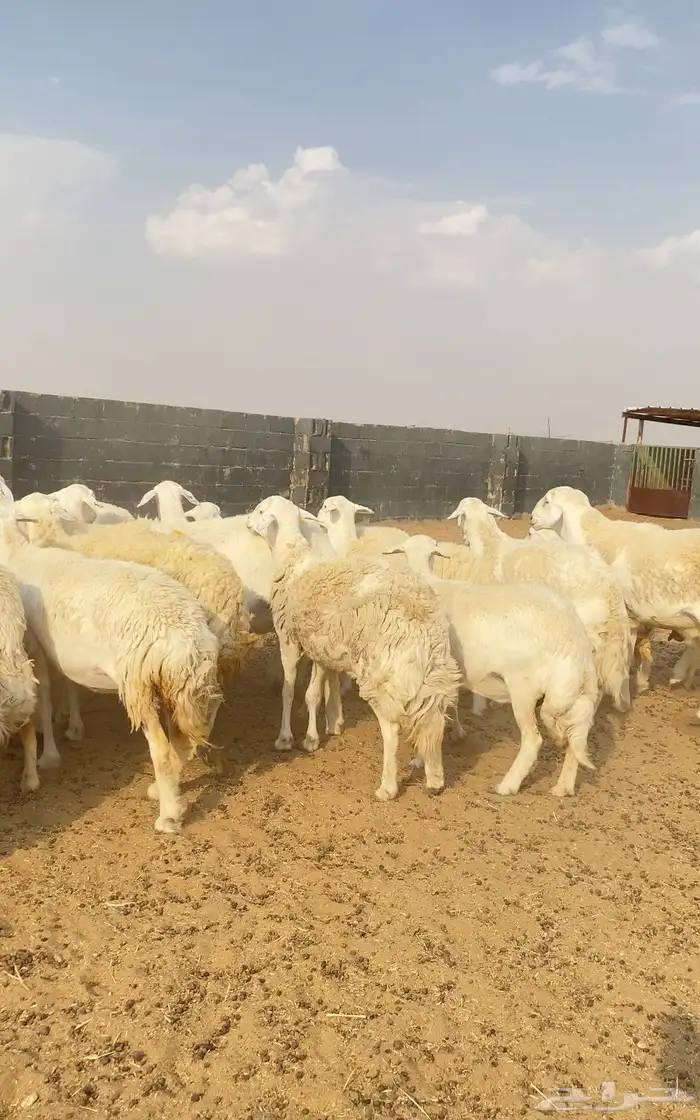 غنم حريات حرش مراح صنف 28 بفحلها 3