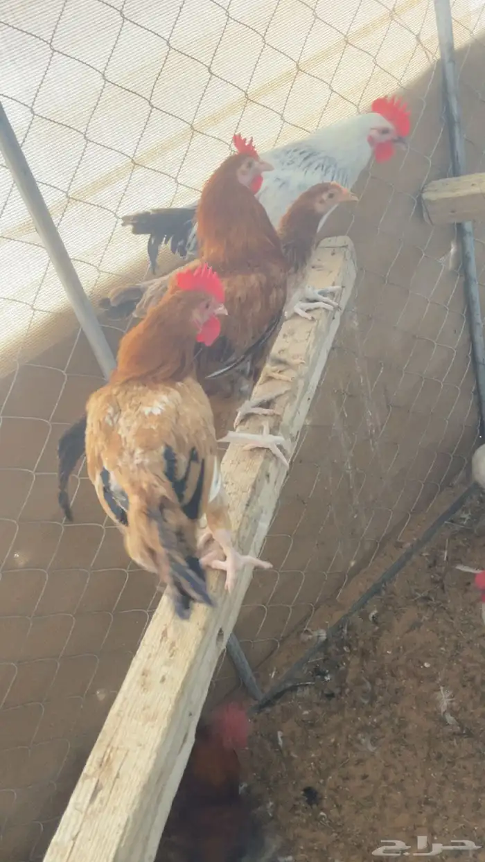 ديك 2