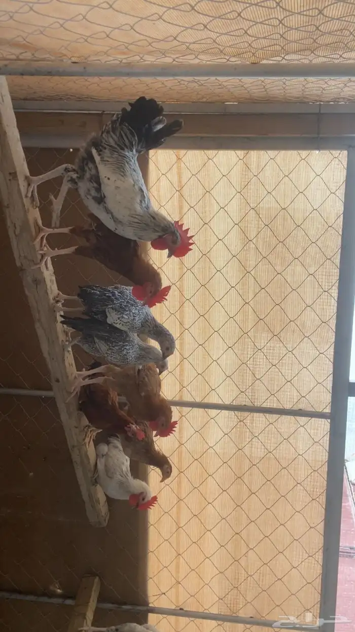 ديك 0