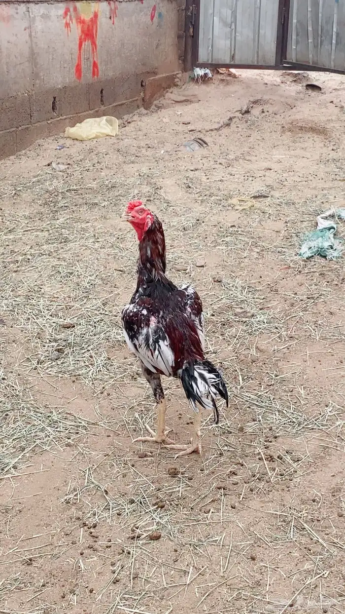ديك سندي العمر 8اشهر 0