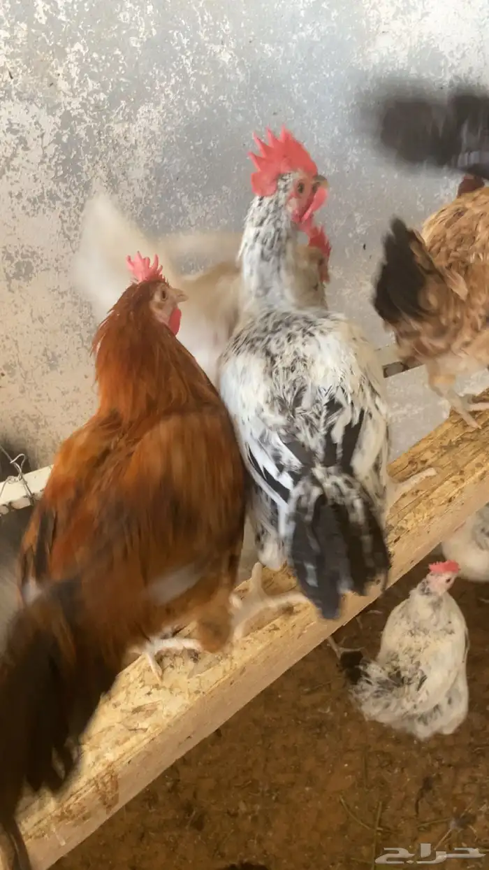ديك 4