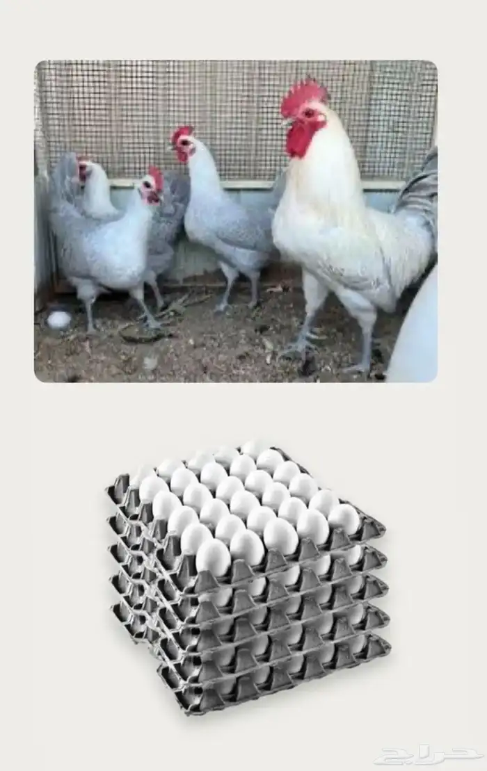 للبيع دجاج فيومي 0
