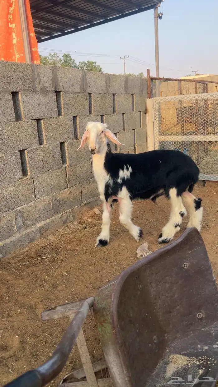نجدي فاخر 1