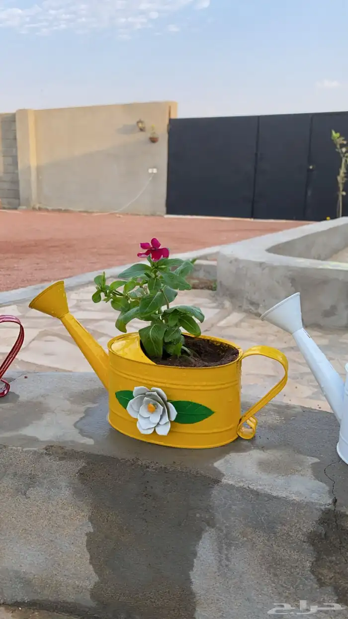 ورد بأصيص مميز 1