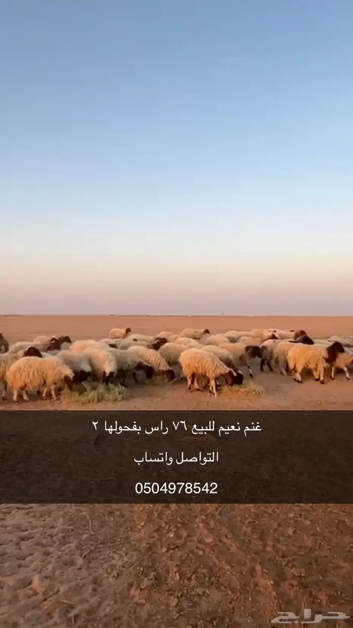 غنم نعيم للبيع 0