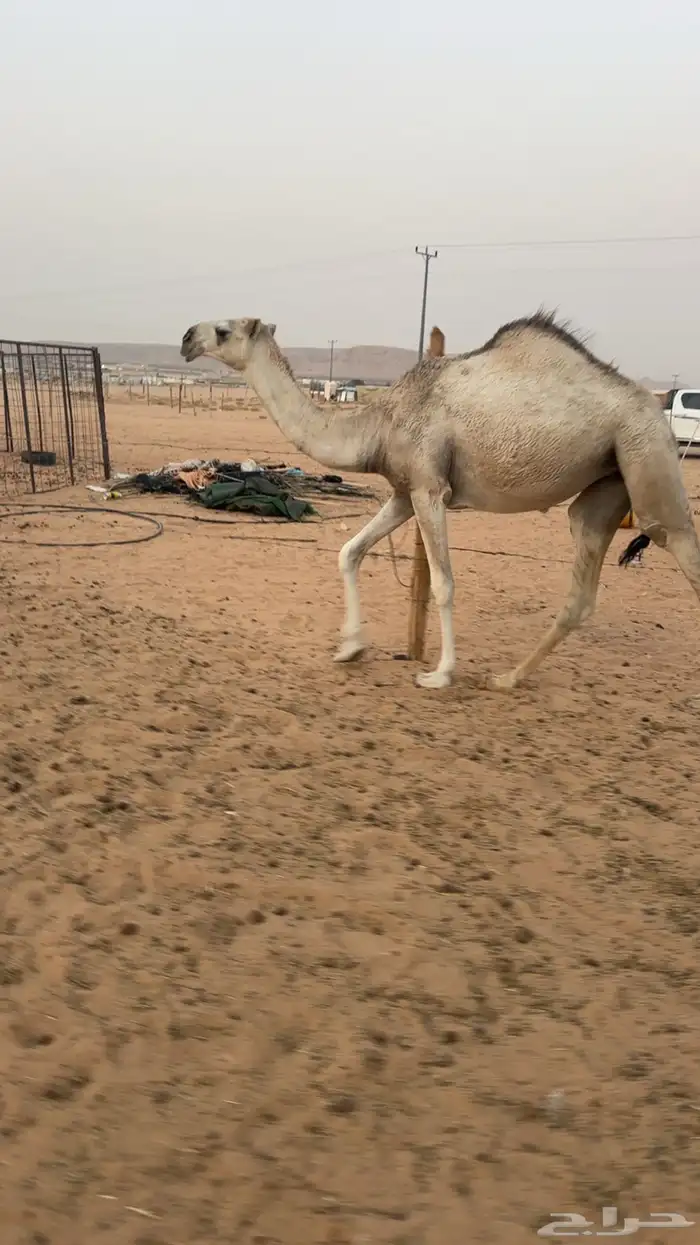 مفروده تدخل حقه 2