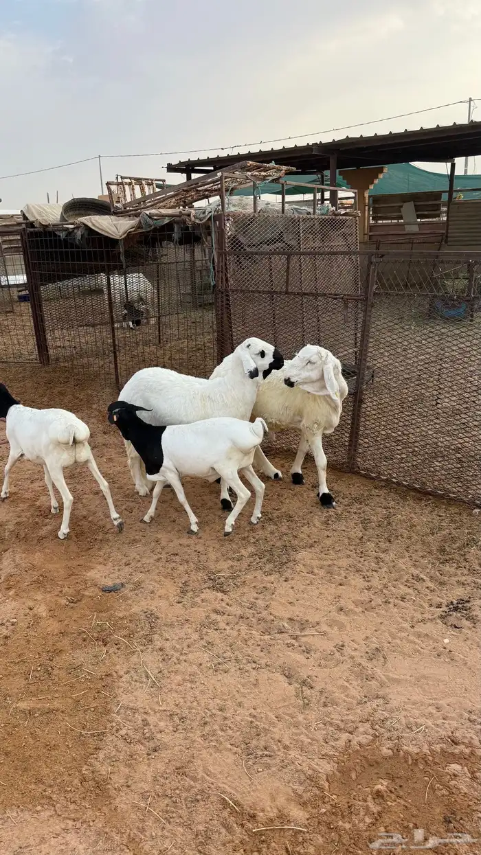 ذبايح 1