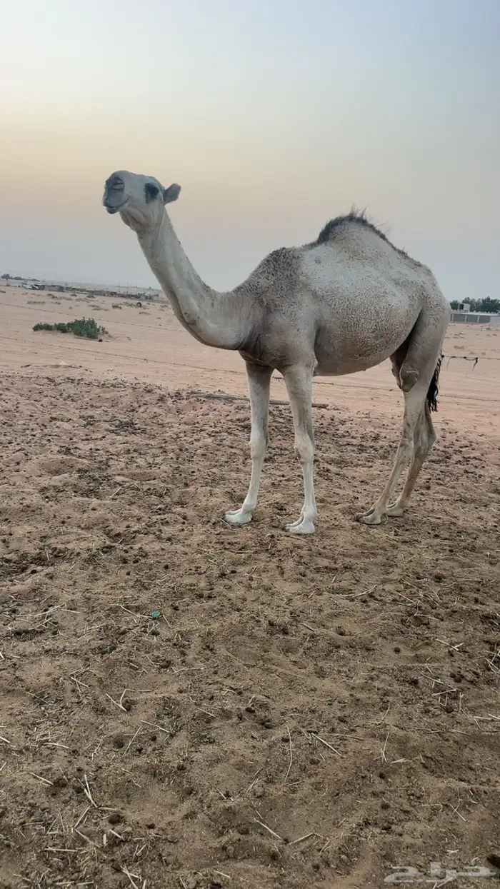 مفروده تدخل حقه 0