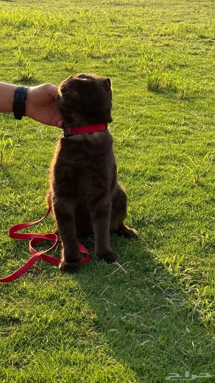 قطط سكوتش تربل فولد للتزاوج 6