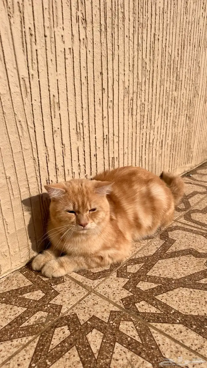 قط ذكر للبيع 4