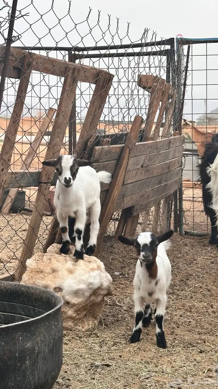 ماعز قزم للبيع 3