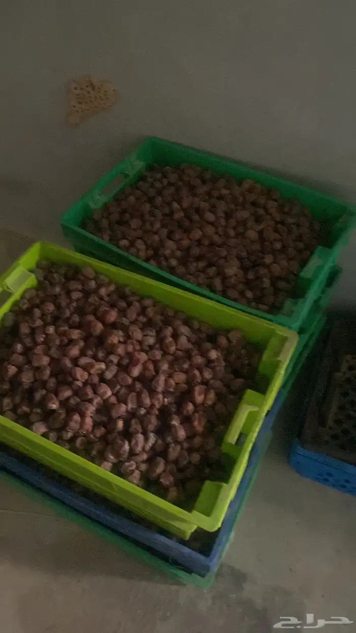 طفيلة 1