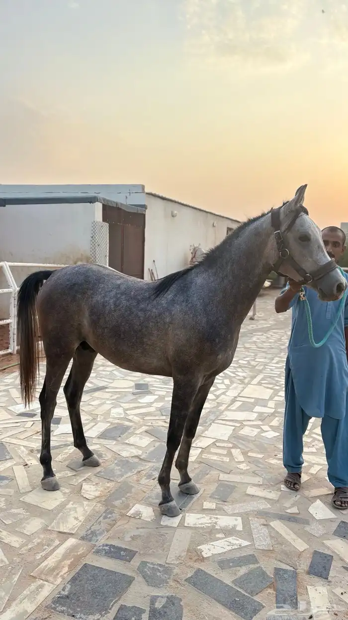 مهر واهو 1