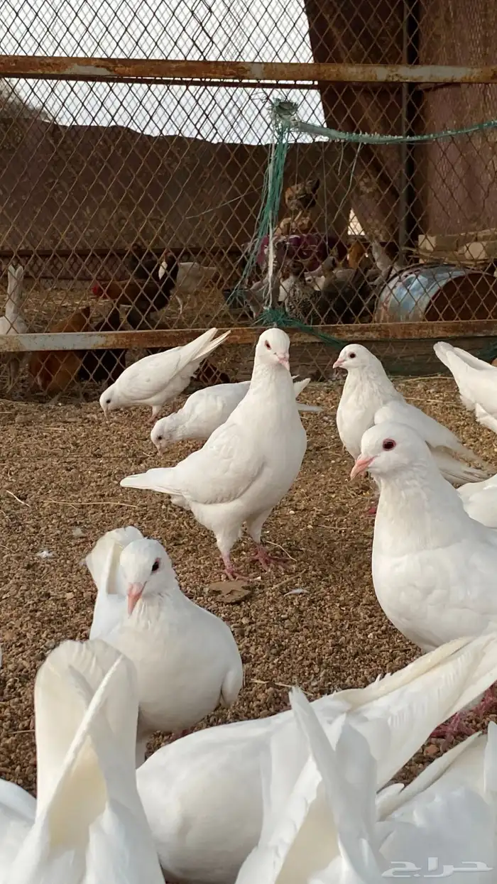 حمام فرنسي 7