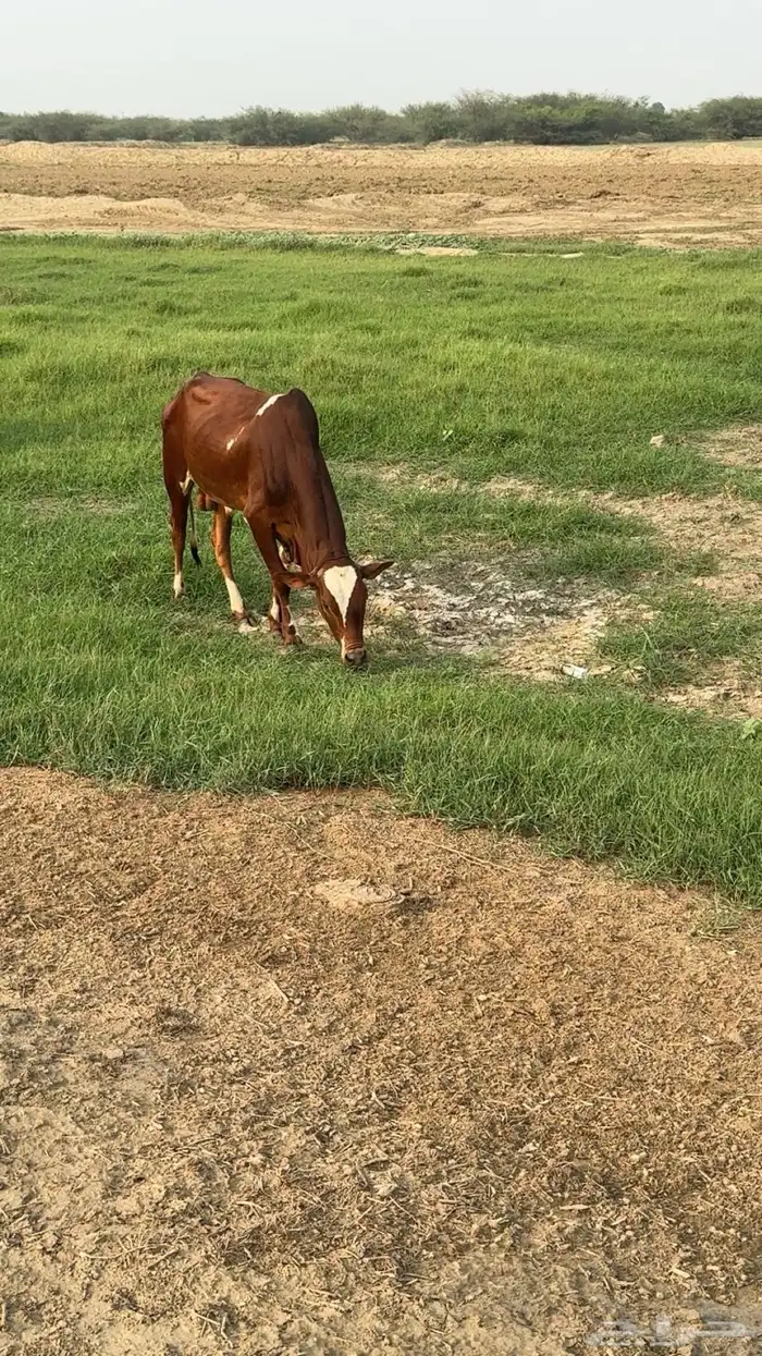 ثور سنه جذع 1