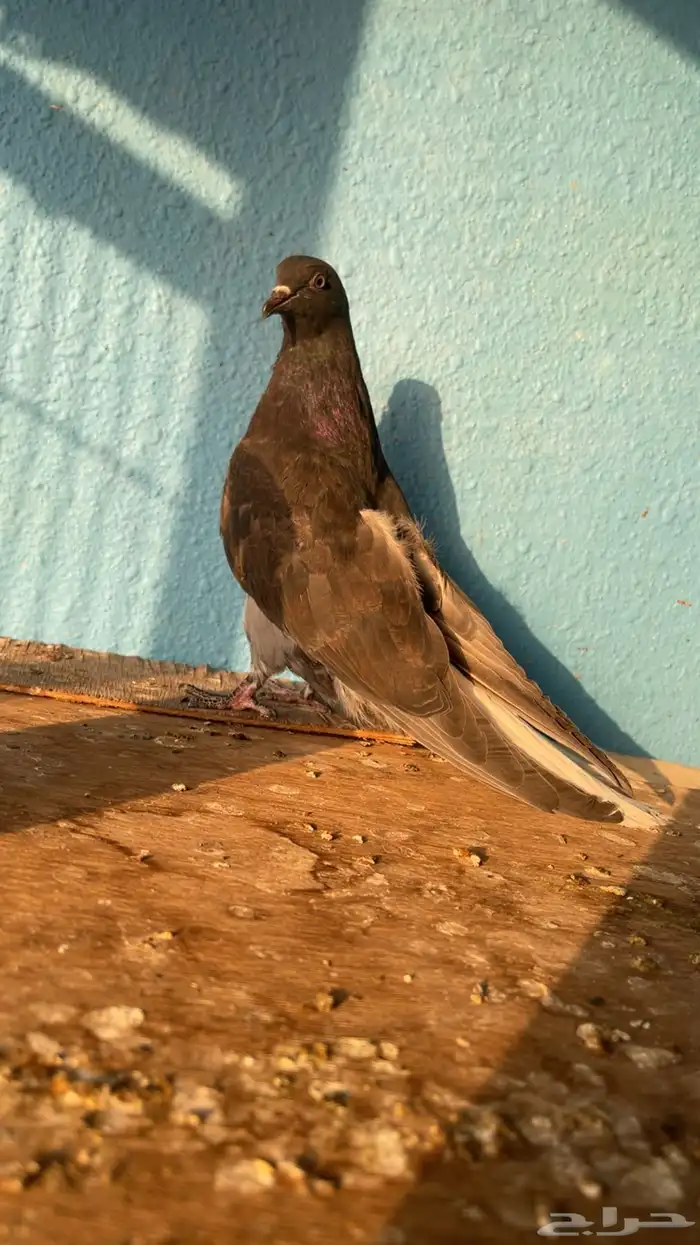 طبه حمام اسكاي كتر 1