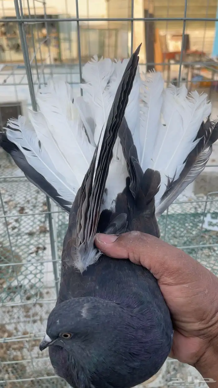 طبه حمام اسكاي كتر 7