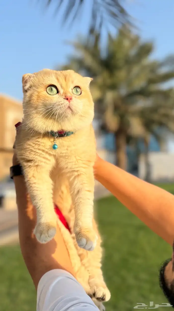 قطط سكوتش تربل فولد للتزاوج 0