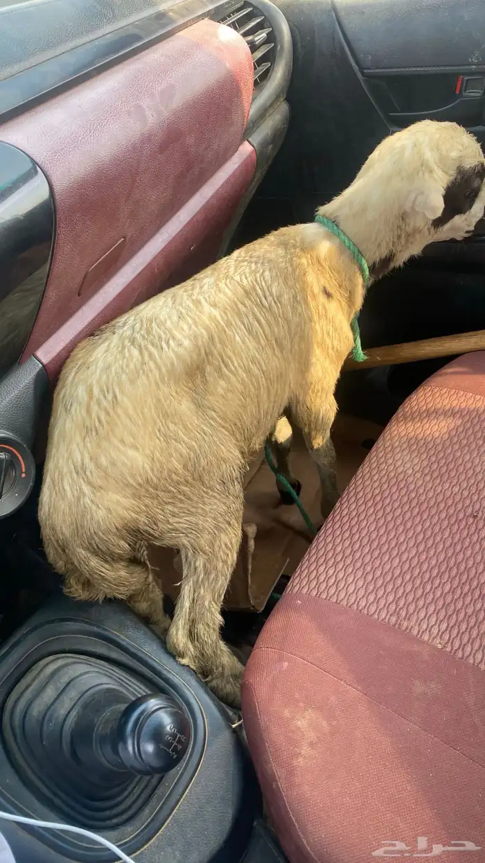 لاالبيع 0