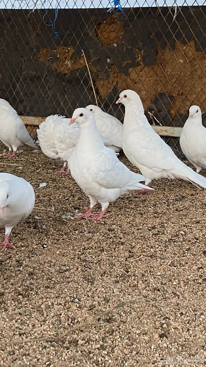 حمام فرنسي 4