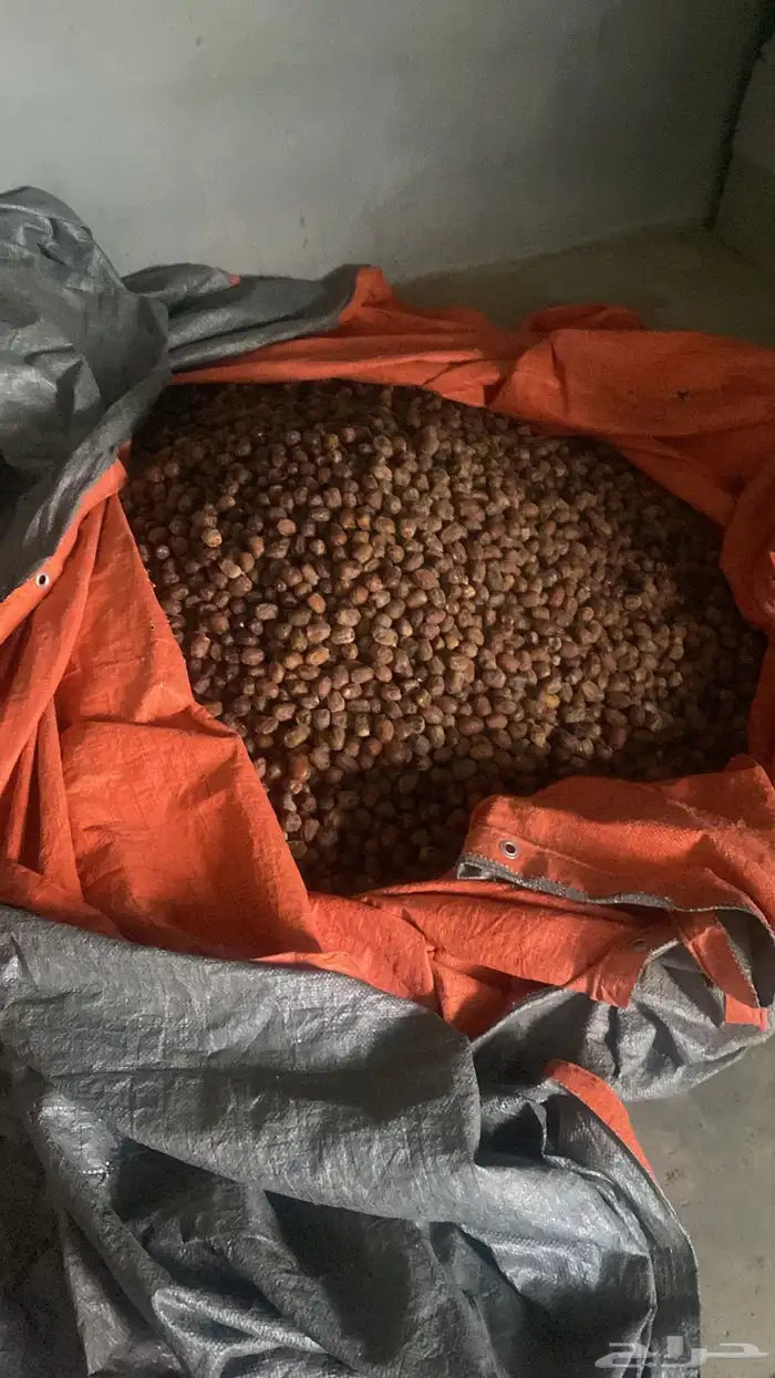 طفيلة 2