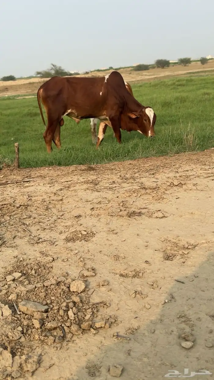ثور سنه جذع 0