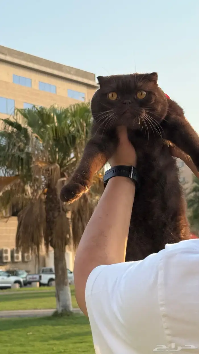 قطط سكوتش تربل فولد للتزاوج 5