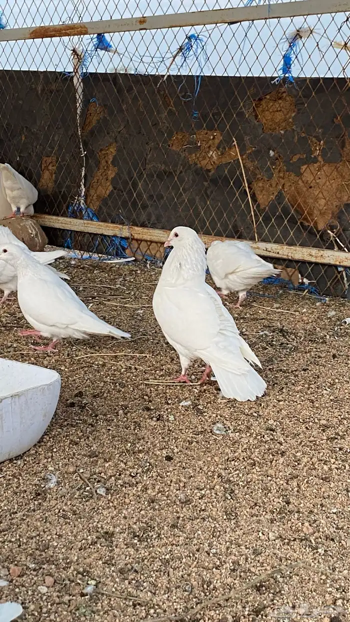 حمام فرنسي 9