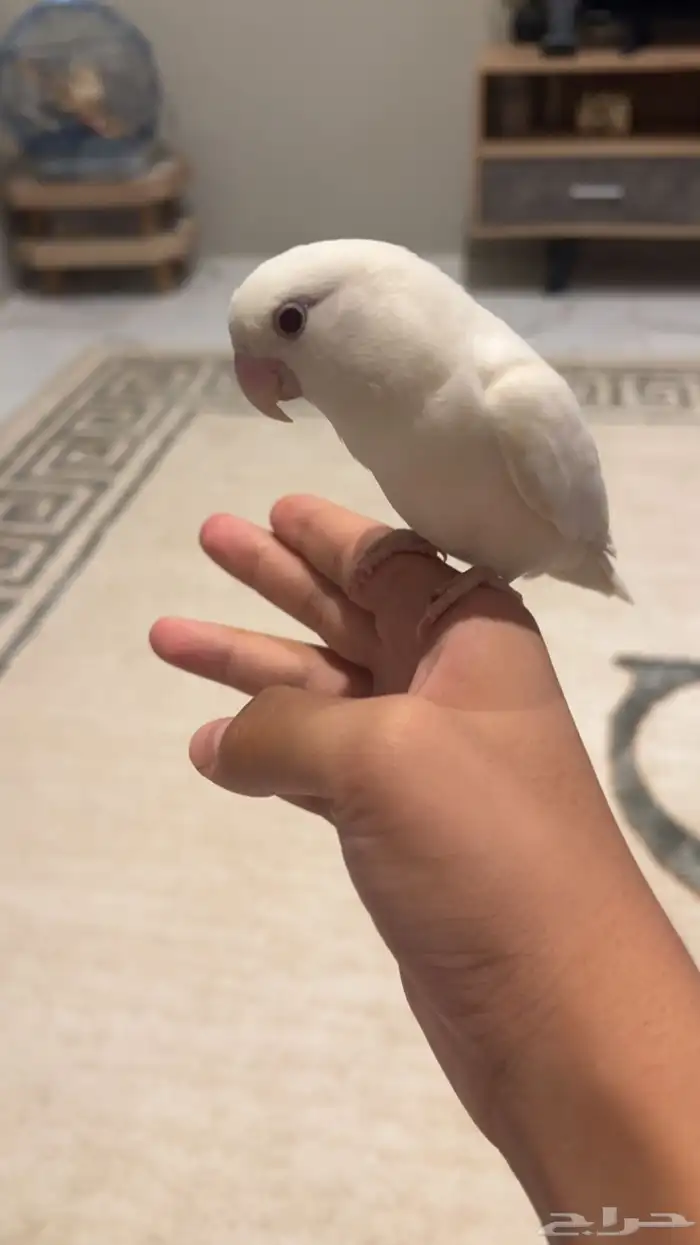 طير روز اليف 0