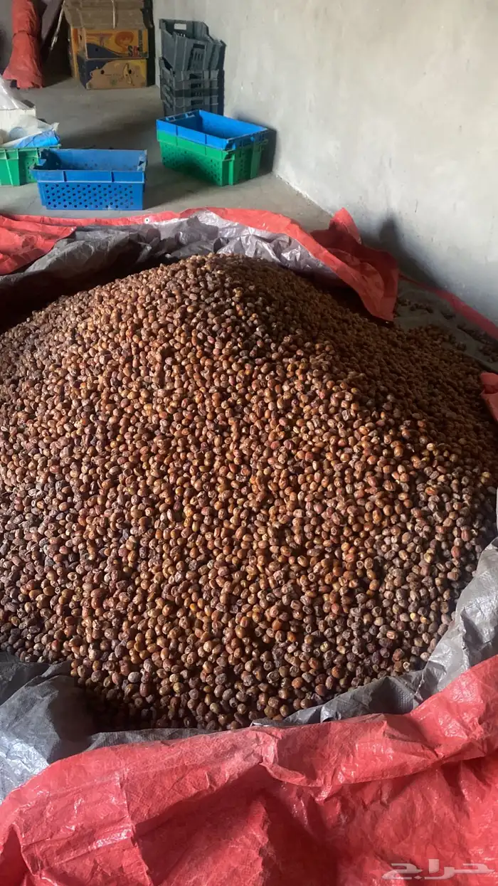 طفيلة 0