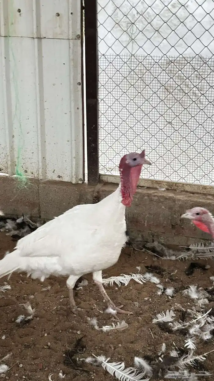 للبيع ذكور رومي العدد 3 1